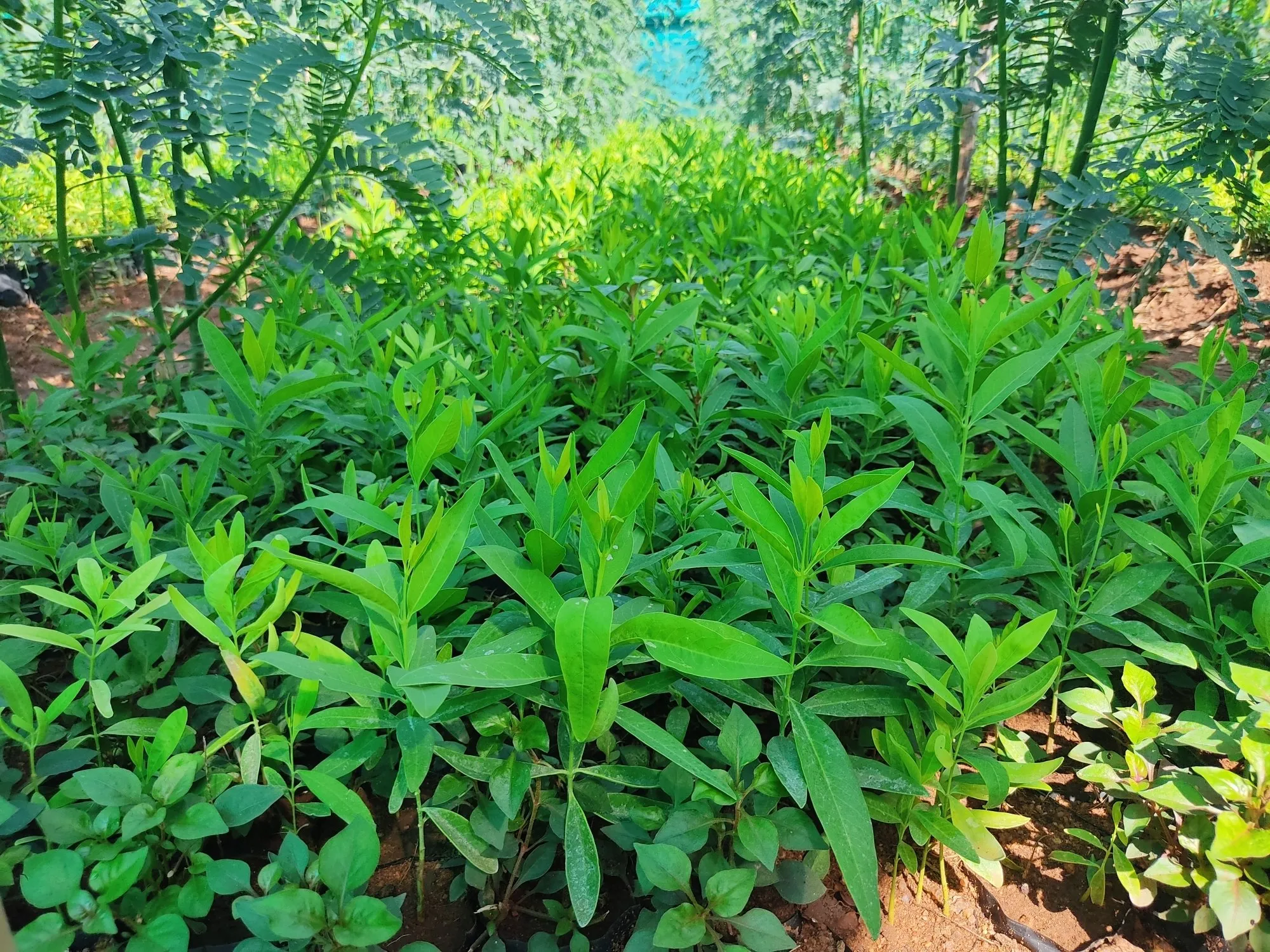 cây đàn hương ở Tây Nguyên