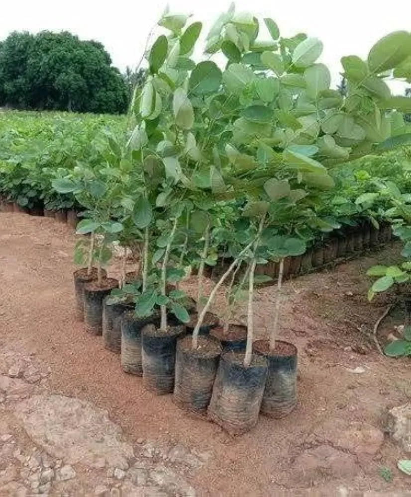 cây đàn hương sống được bao lâu