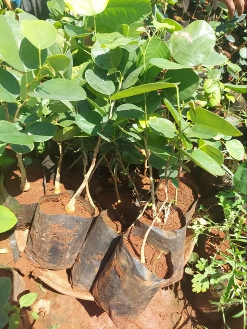 cây đàn hương sống được bao lâu