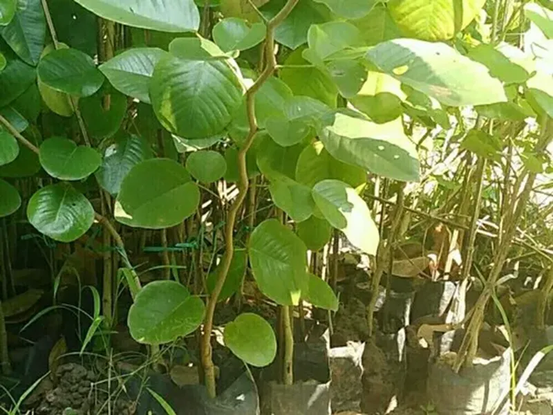 cây đàn hương tại Lâm Đồng