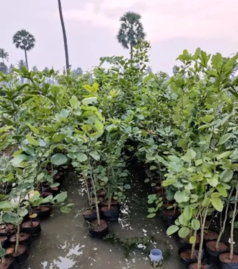 cây đàn hương tại Lâm Đồng