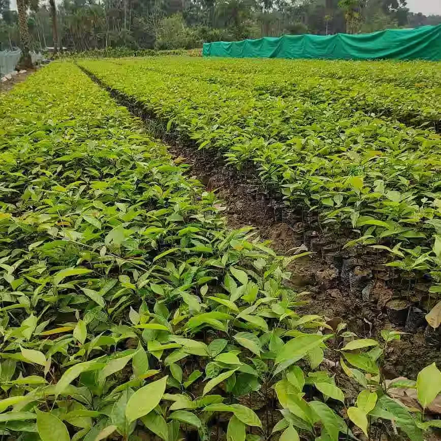 cây đàn hương tại việt nam