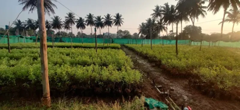 cây đàn hương tại việt nam