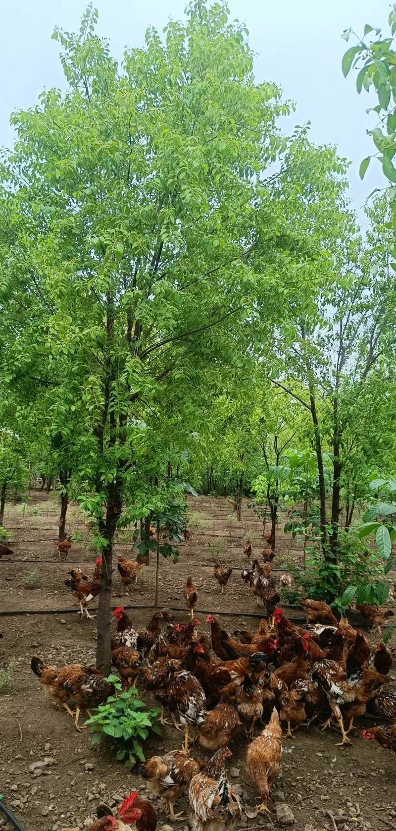 cây đàn hương trắng