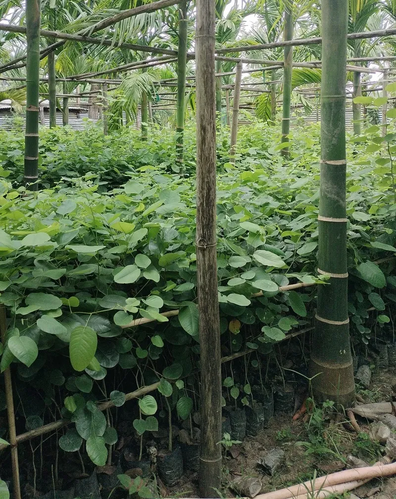 cây đàn hương trồng xen hồ tiêu