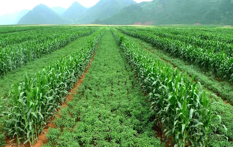 cây đàn hương trồng xen hồ tiêu