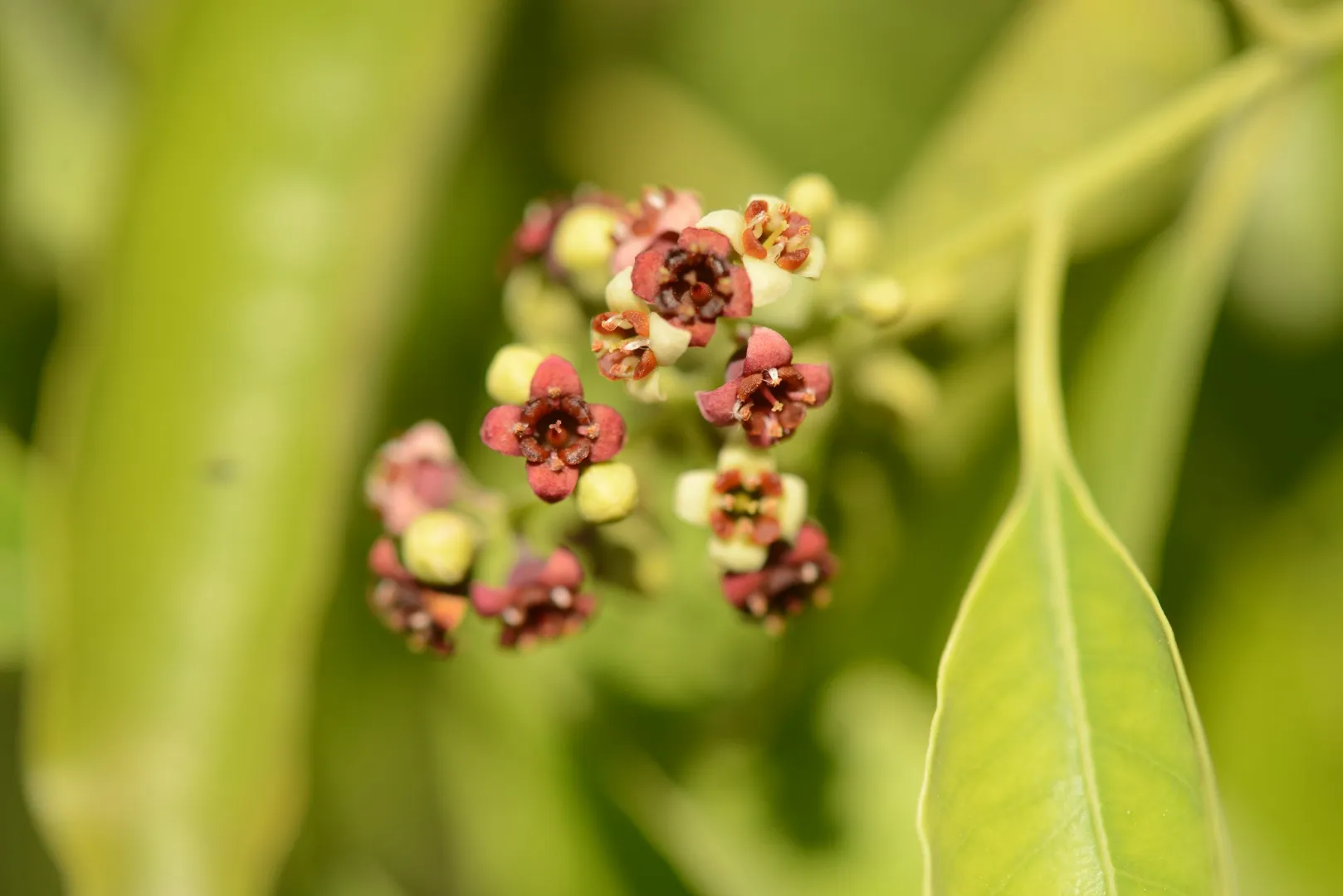 cây đàn hương (Santalum album)