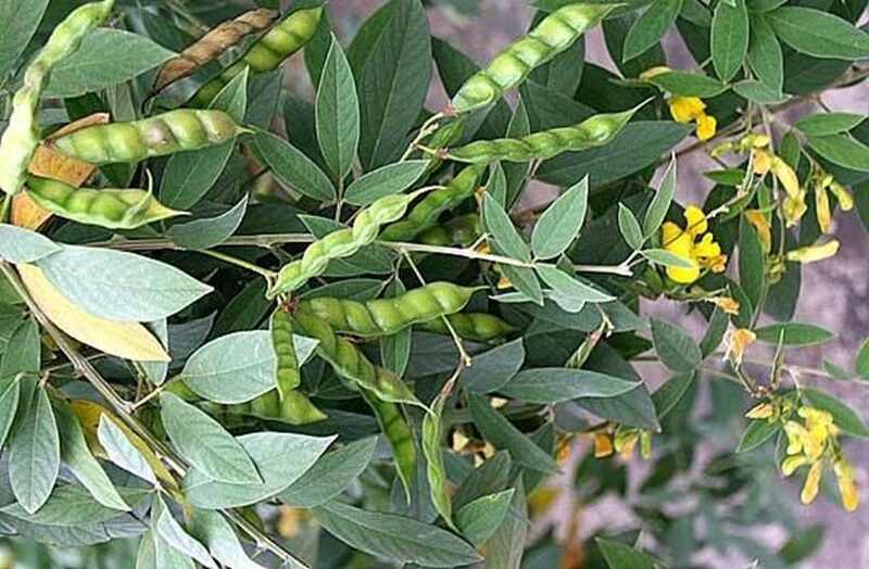 cây ký chủ cho đàn hương