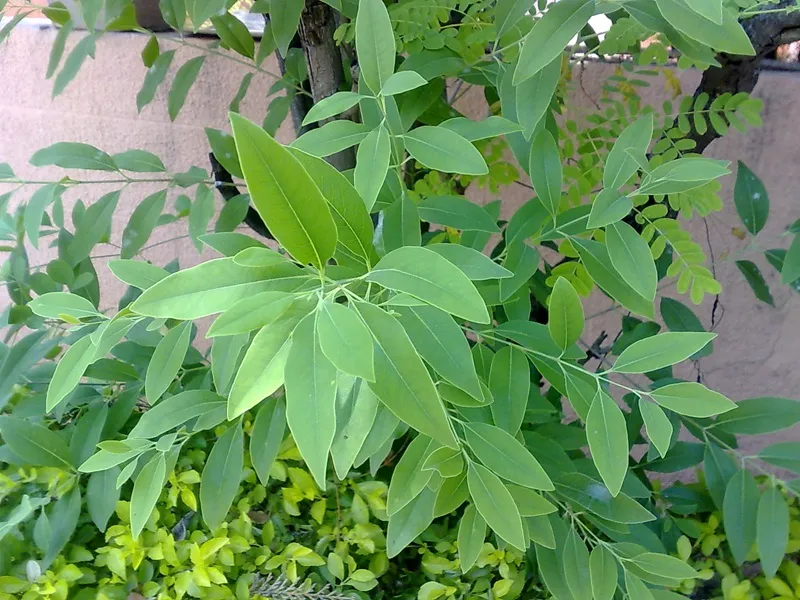 cây ký chủ cho đàn hương