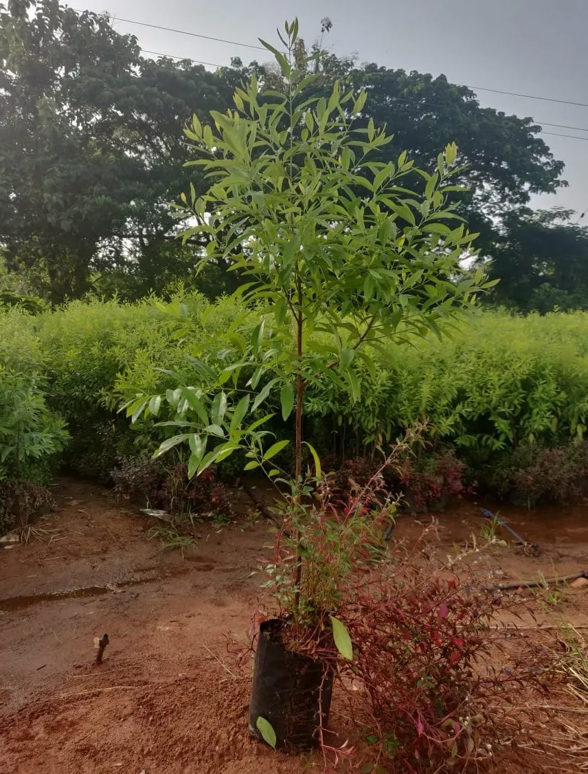 chăm sóc cây đàn hương