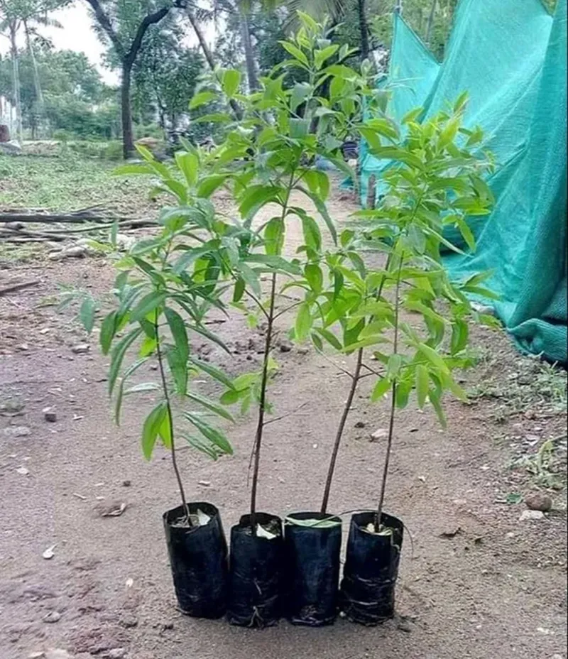 chăm sóc cây đàn hương sau trồng