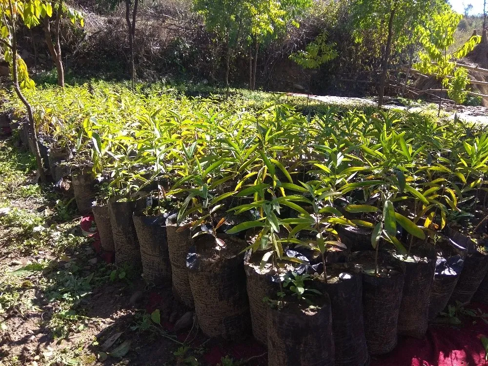 chăm sóc cây đàn hương thời kì đầu