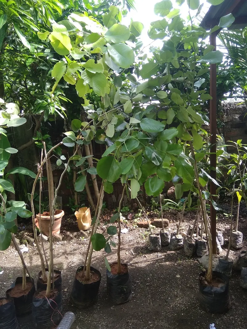 chăm sóc cây đàn hương trưởng thành