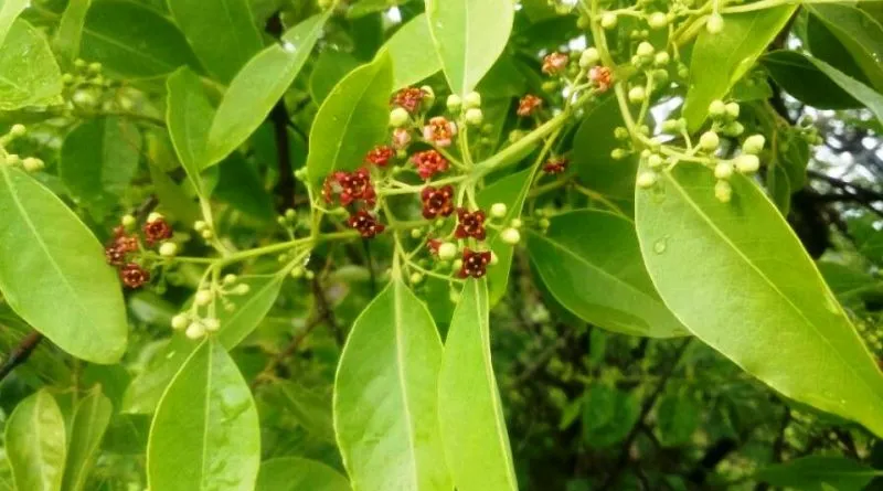 chăm sóc cây đàn hương