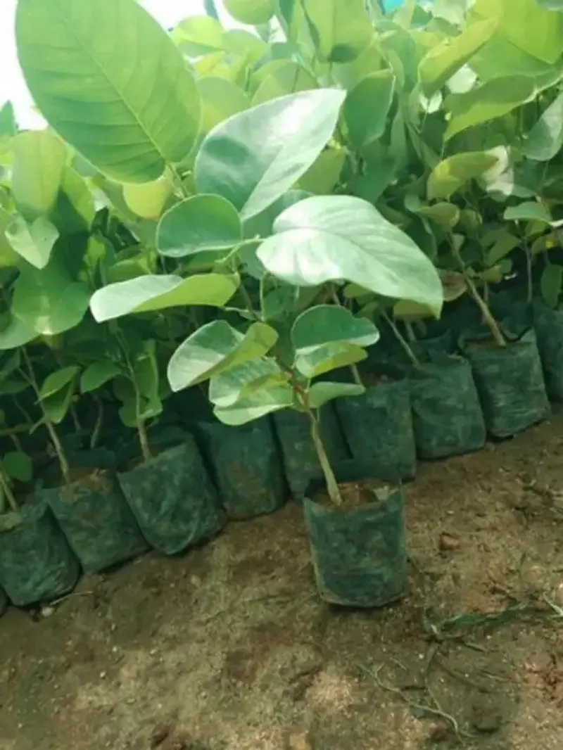 chăm sóc đàn hương đúng cách