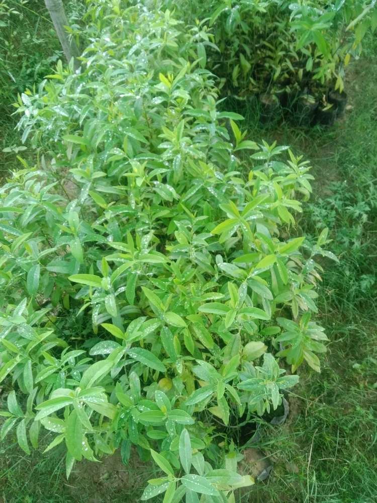 chăm sóc cây đàn hương sau trồng