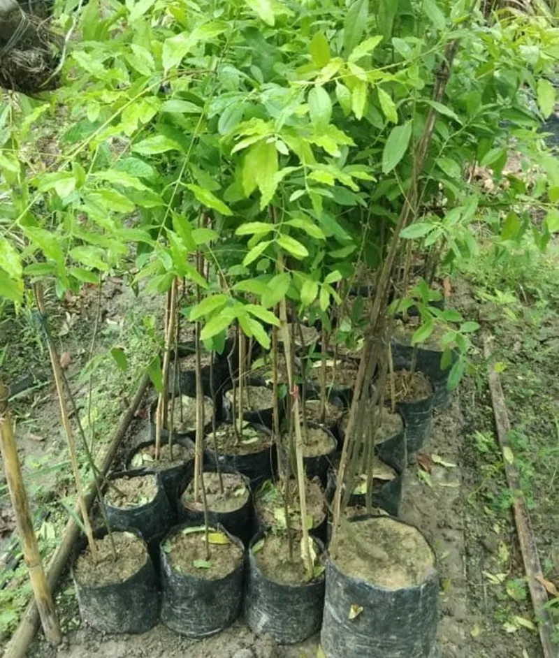 chăm sóc cây đàn hương sau trồng
