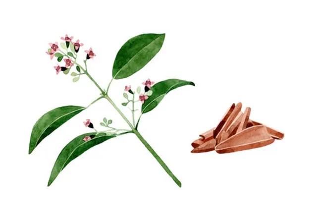 chăm sóc cây đàn hương