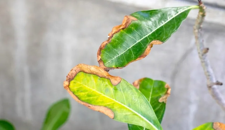 cháy lá đàn hương