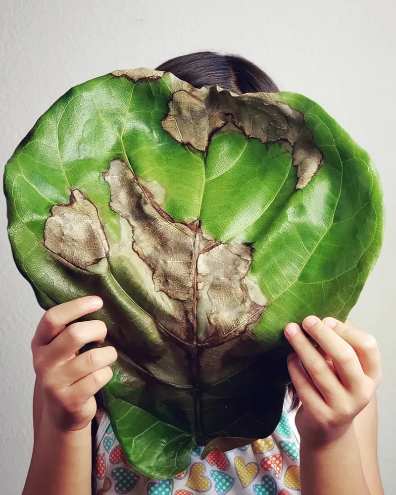 cháy lá đàn hương