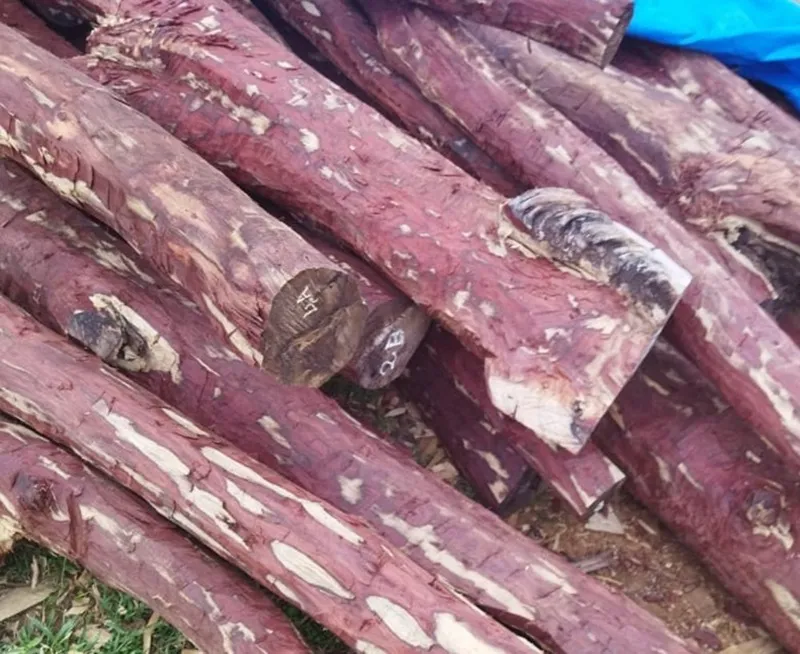 chế biến gỗ đàn hương