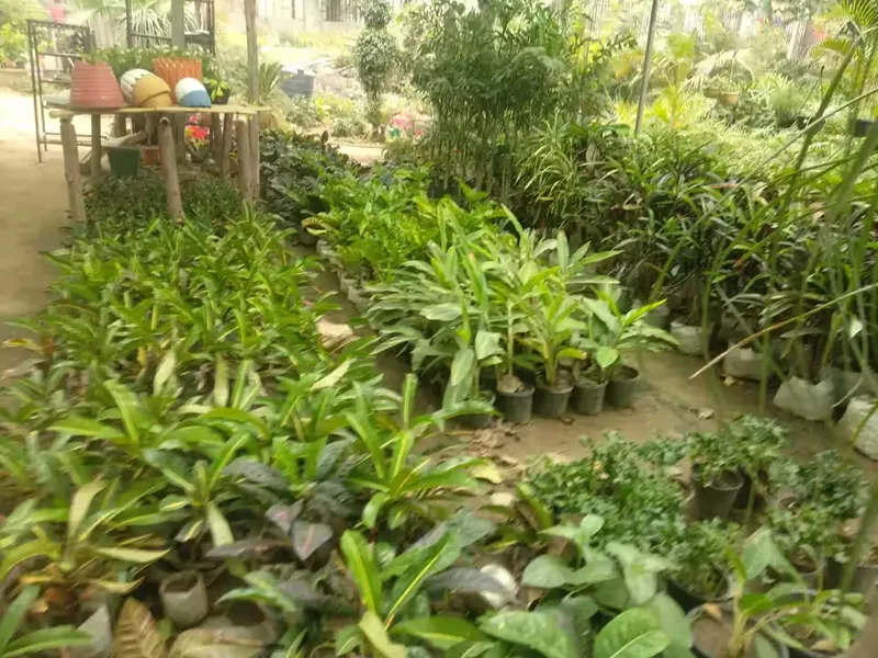 chi phí chăm sóc đàn hương năm đầu