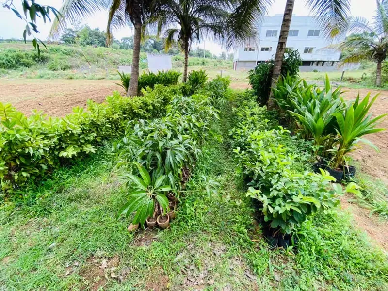 chi phí chăm sóc đàn hương năm đầu