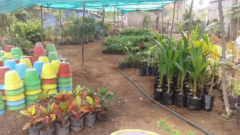 chi phí chăm sóc đàn hương năm đầu
