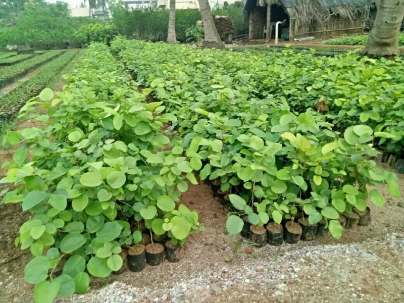 chi phí đầu từ 1 ha cây đàn hương