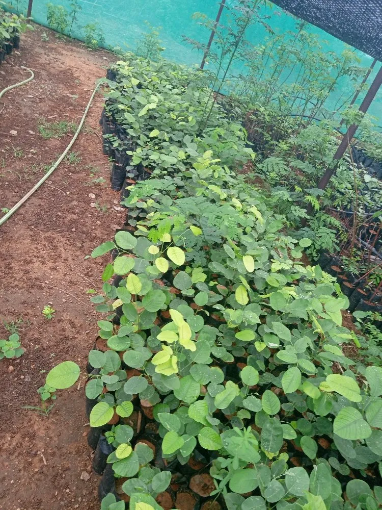 chi phí đầu từ 1 ha cây đàn hương