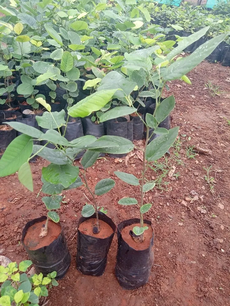 chi phí đầu từ 1 ha cây đàn hương