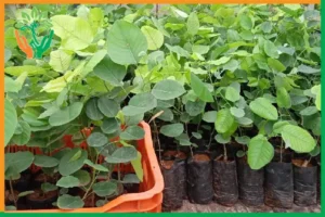chi phí đầu từ 1 ha cây đàn hương