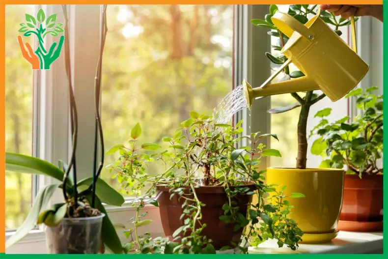 chiến lược ký chủ ngắn hạn cho đàn hương