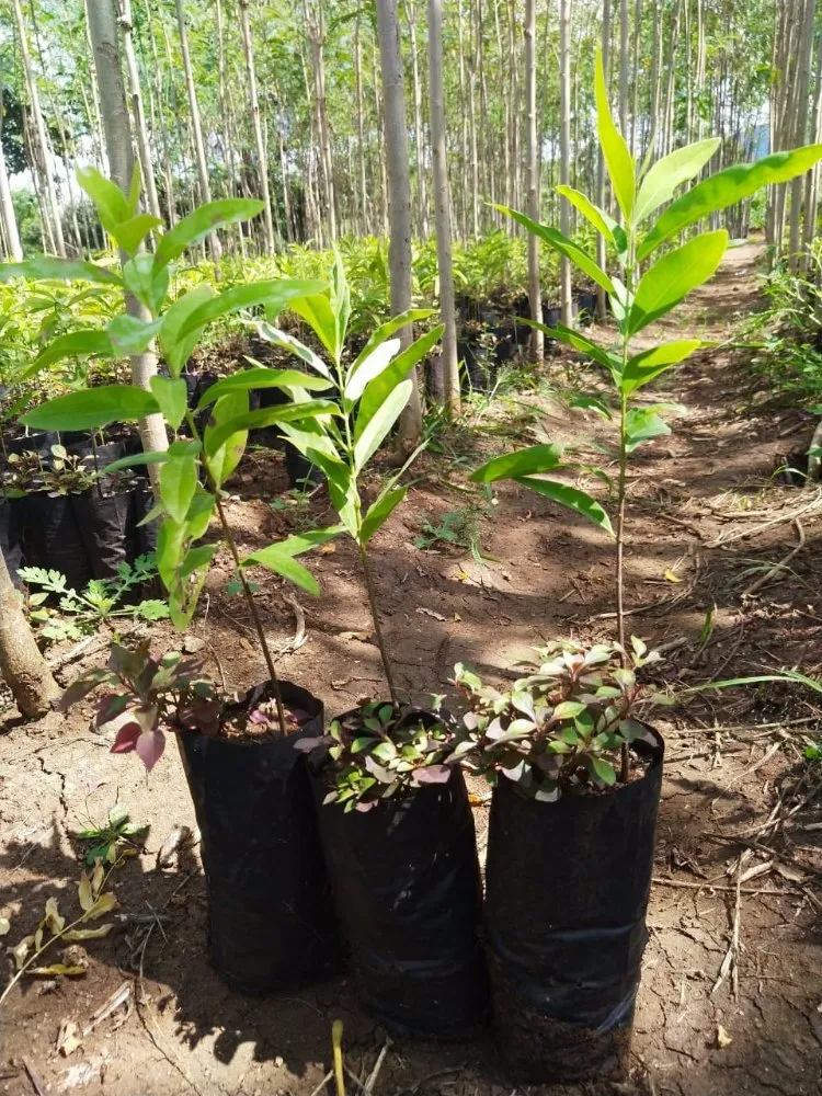 chọn cây ký chủ lâu dài cho đàn hương