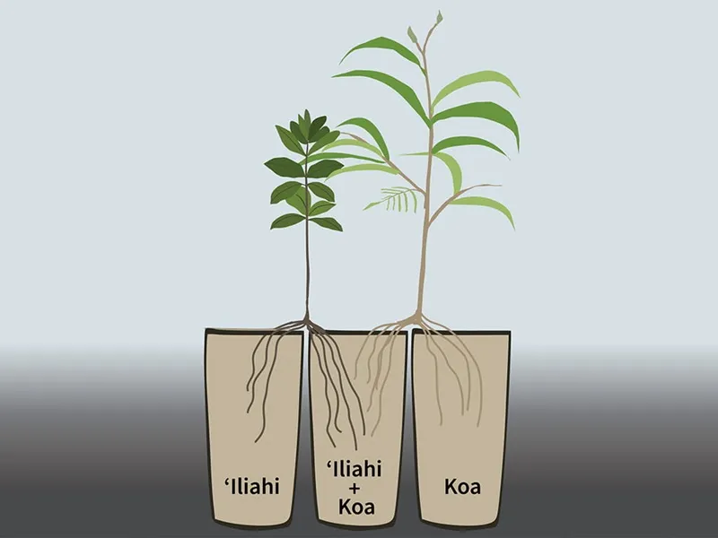 chọn cây ký chủ lâu dài cho đàn hương