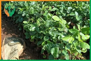 chọn cây ký chủ lâu dài cho đàn hương