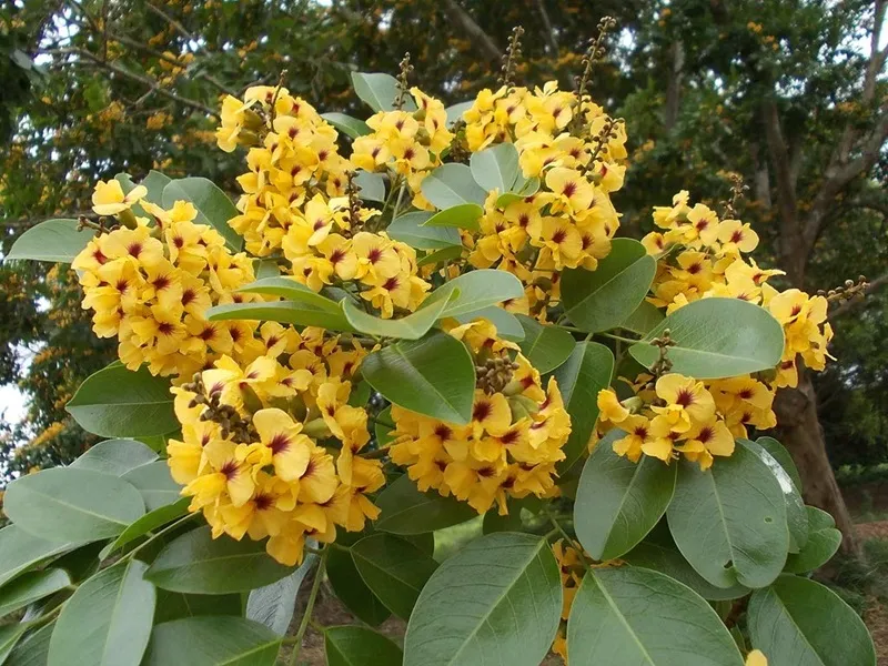 chu kỳ ra hoa của cây đàn hương