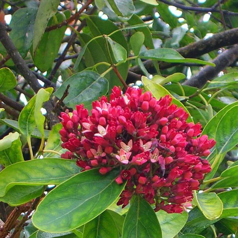chu kỳ ra hoa của cây đàn hương