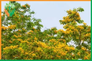 chu kỳ ra hoa của cây đàn hương