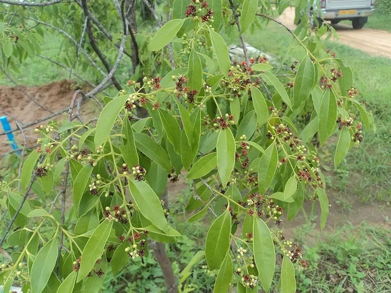 có bao nhiêu loại đàn hương