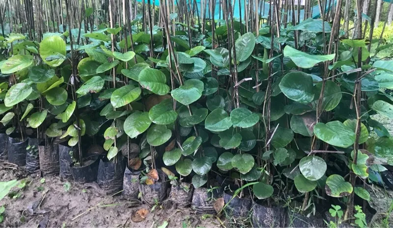 cơ hội đầu tư đàn hương tại tây nguyên