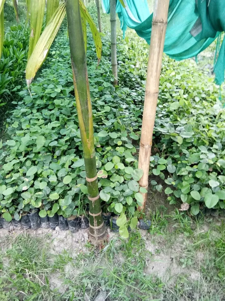 cơ hội đầu tư đàn hương tại tây nguyên
