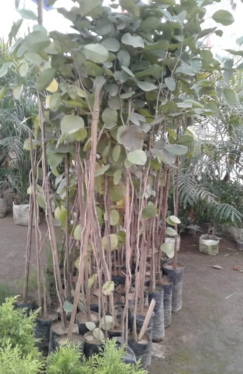cơ hội đầu tư đàn hương tại tây nguyên