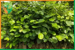 cơ hội đầu tư đàn hương tại tây nguyên