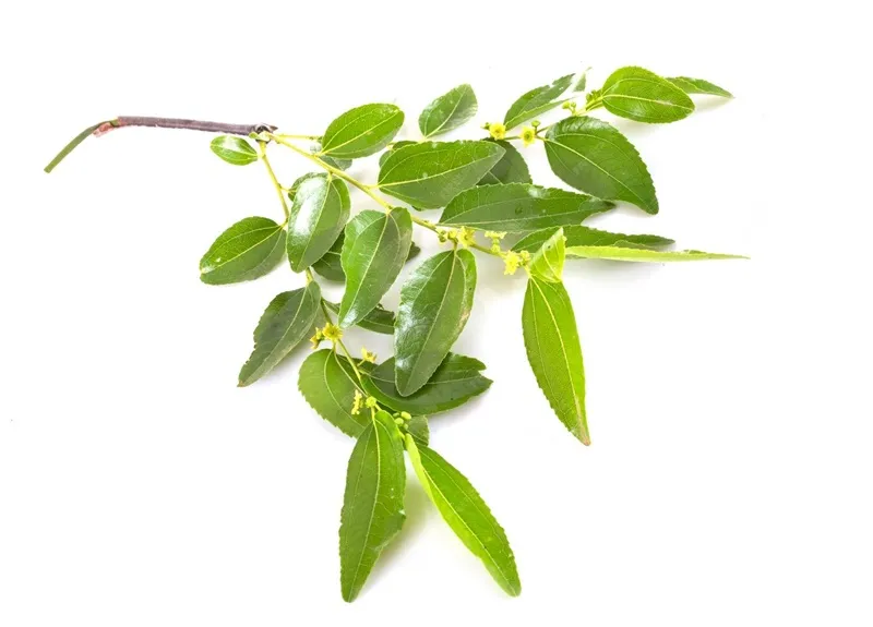 đàn hương trồng trên đất bazan có hợp không