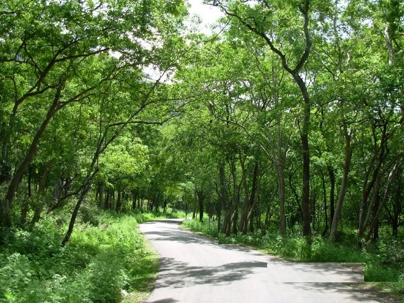 đàn hương ấn độ giá bao nhiêu