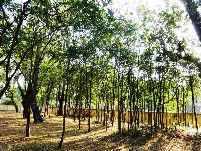 đàn hương ấn độ giá bao nhiêu