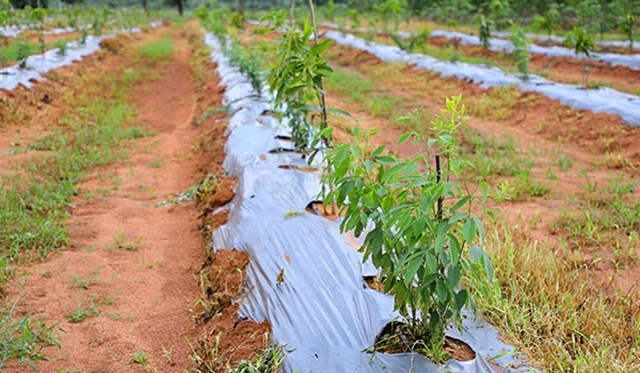 đang hương bao lâu thì thu hoạch