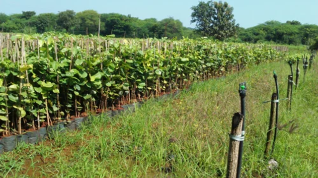 đang hương bao lâu thì thu hoạch