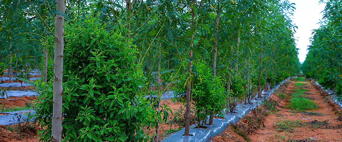 đang hương bao lâu thì thu hoạch